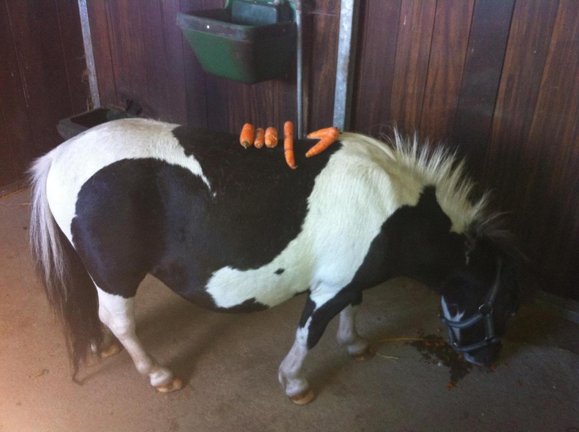 Anden særlig race Ricko <3my soulmate<3 billede 4