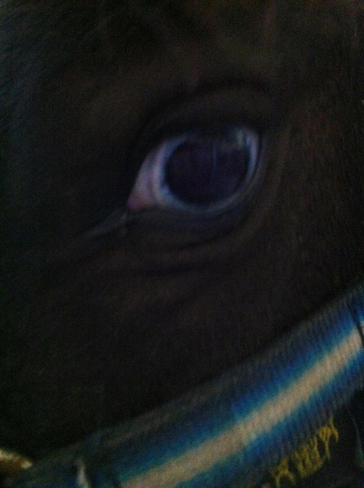 Anden særlig race Ricko <3my soulmate<3 billede 5