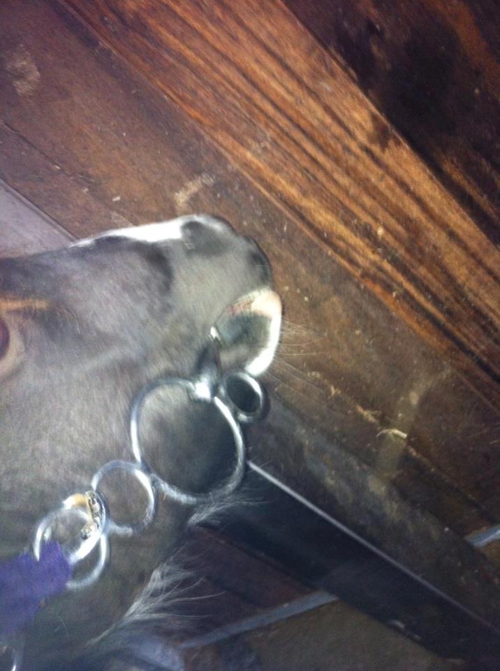 Anden særlig race Ricko <3my soulmate<3 billede 6