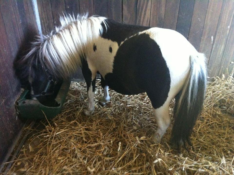 Anden særlig race Ricko <3my soulmate<3 billede 7