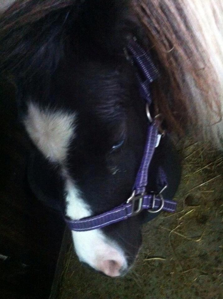 Anden særlig race Ricko <3my soulmate<3 billede 8