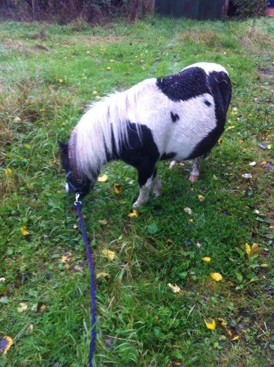 Anden særlig race Ricko <3my soulmate<3 billede 9