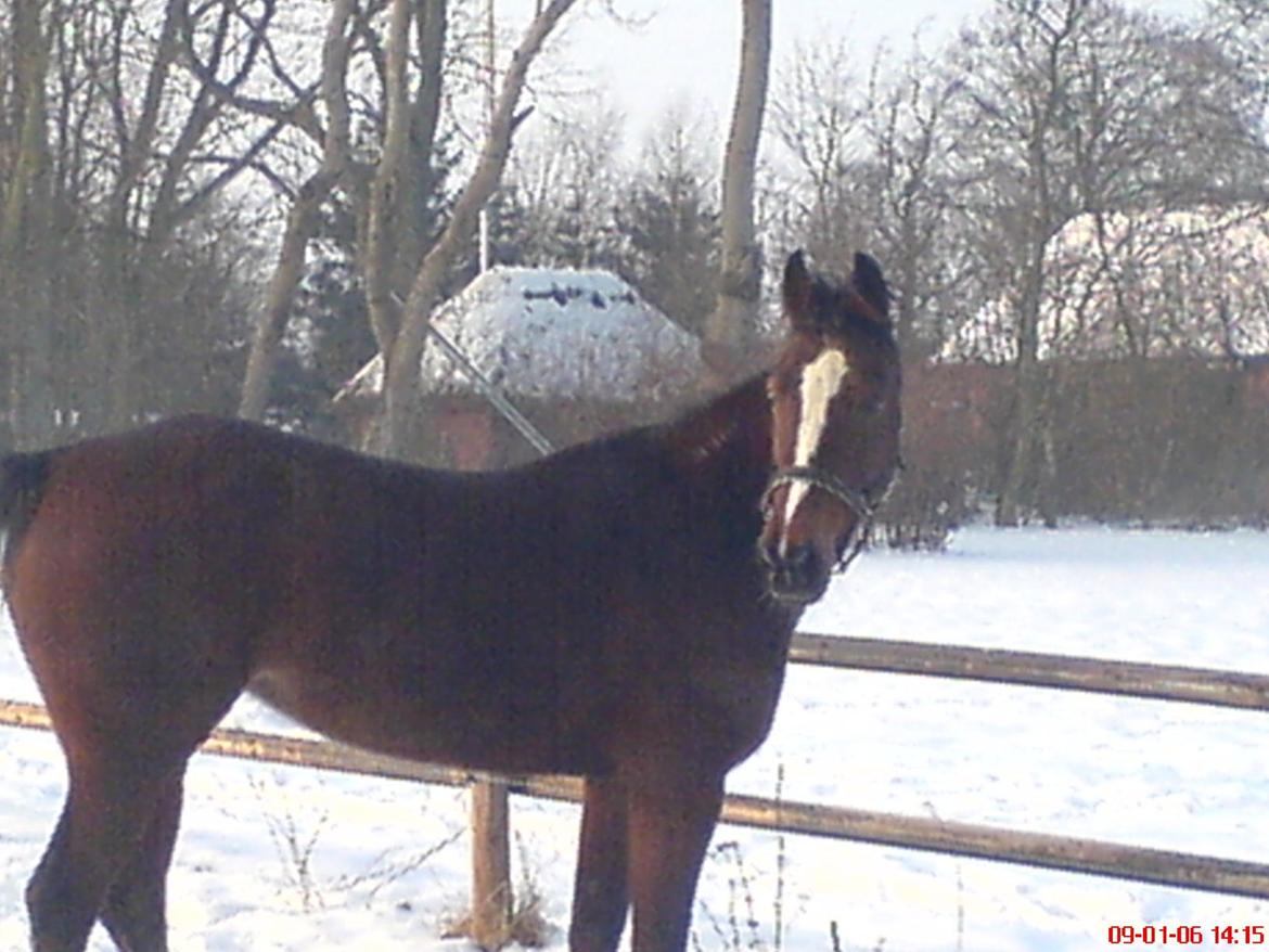 Traver Tulle Wenbo R.I.P billede 9