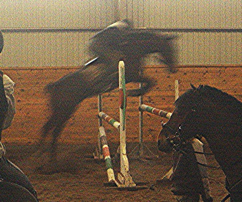 Traver Tulle Wenbo R.I.P - Mig med hende siden 2006. billede 11