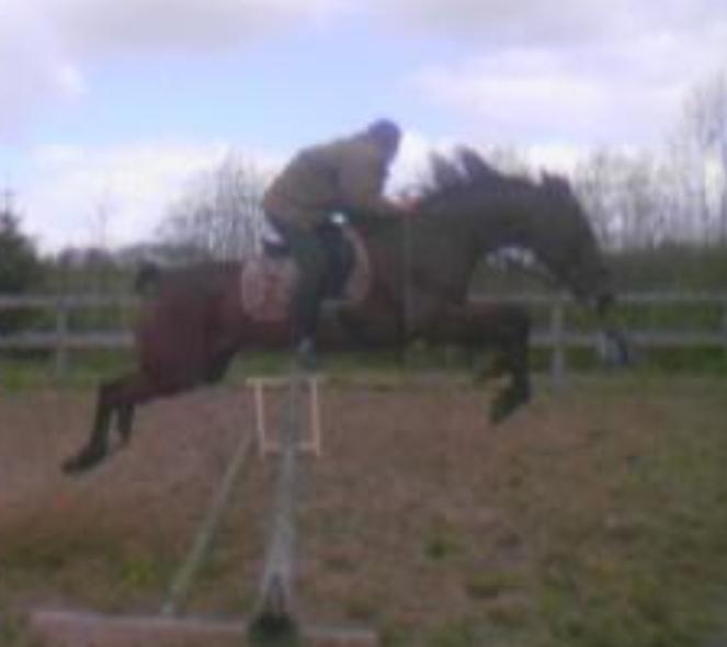 Traver Tulle Wenbo R.I.P - Hun var en god springhest. billede 10