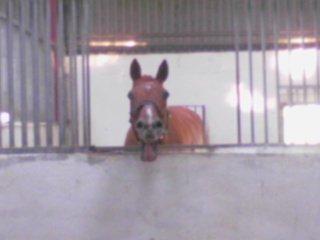 Dansk Varmblod Max R.I.P billede 10