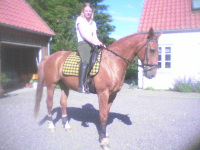 Dansk Varmblod Max R.I.P billede 11