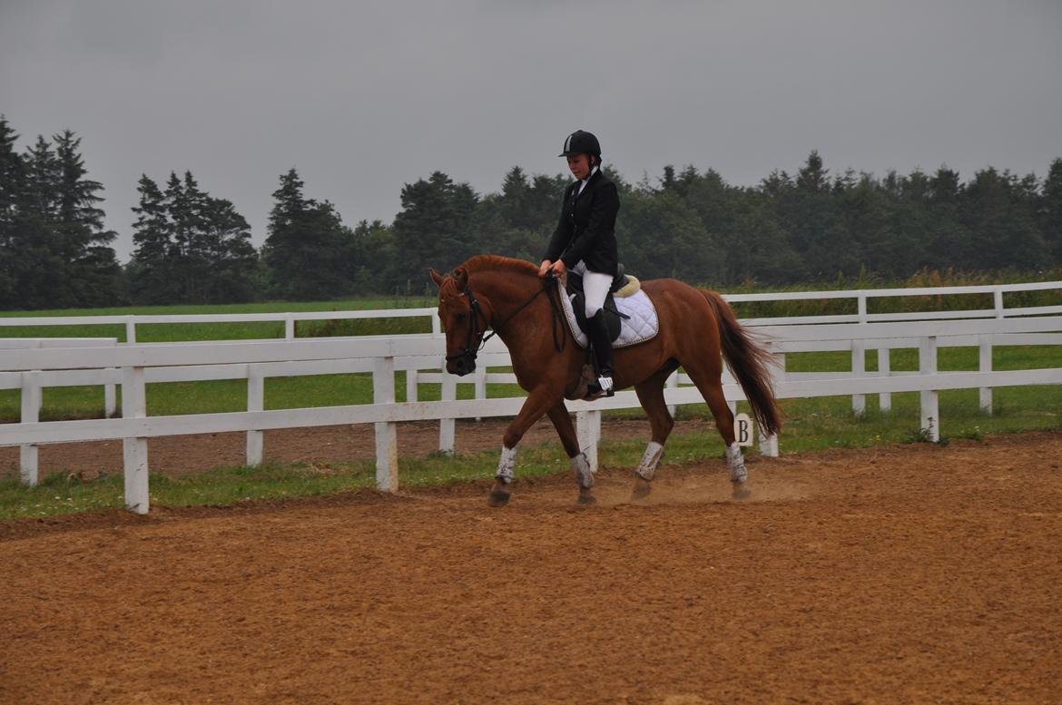 Anden særlig race Bounty <3 - stævne d. 5-8 juli 2012 hodsager billede 14