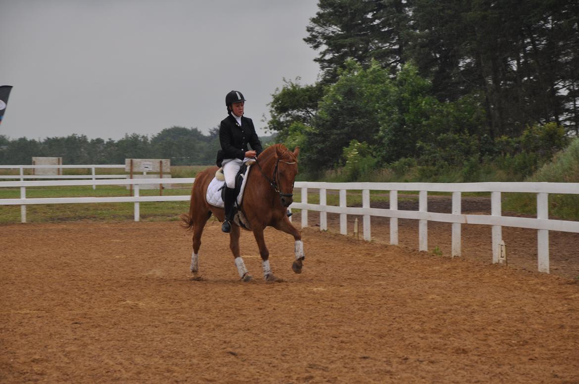 Anden særlig race Bounty <3 - stævne d. 5-8 juli 2012 hodsager billede 16