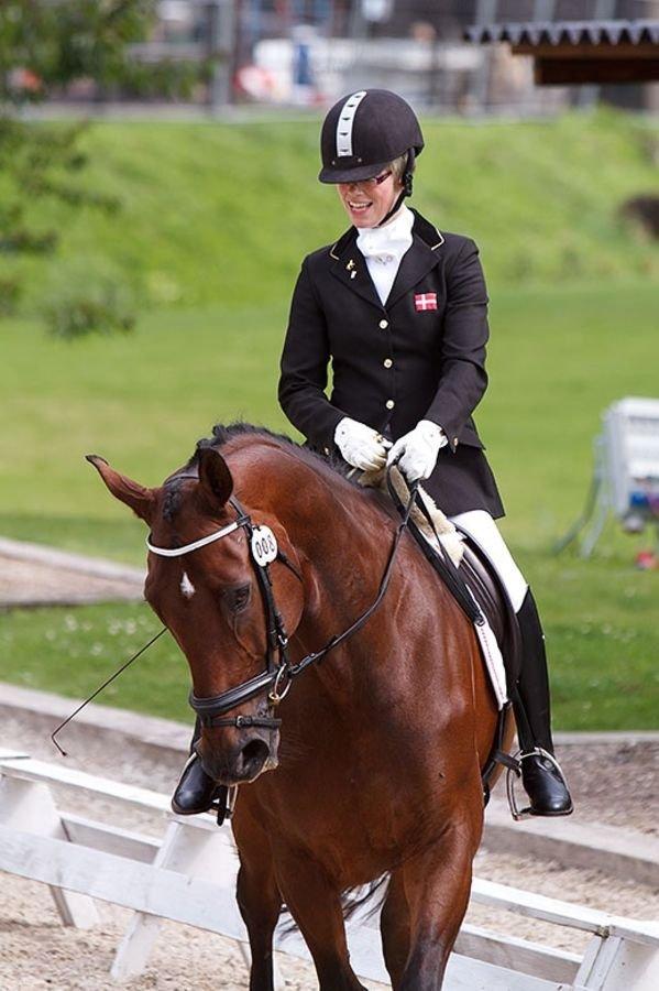 Dansk Varmblod Markgårds Donnewind billede 3