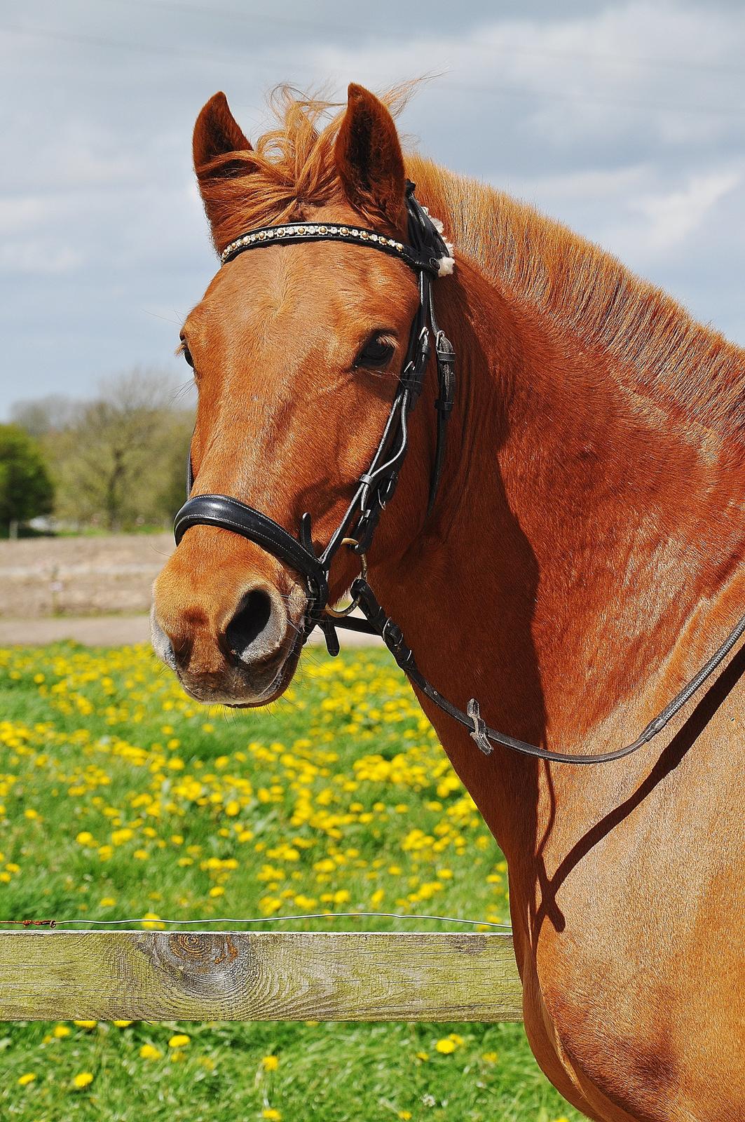 Anden særlig race Bounty <3 billede 19