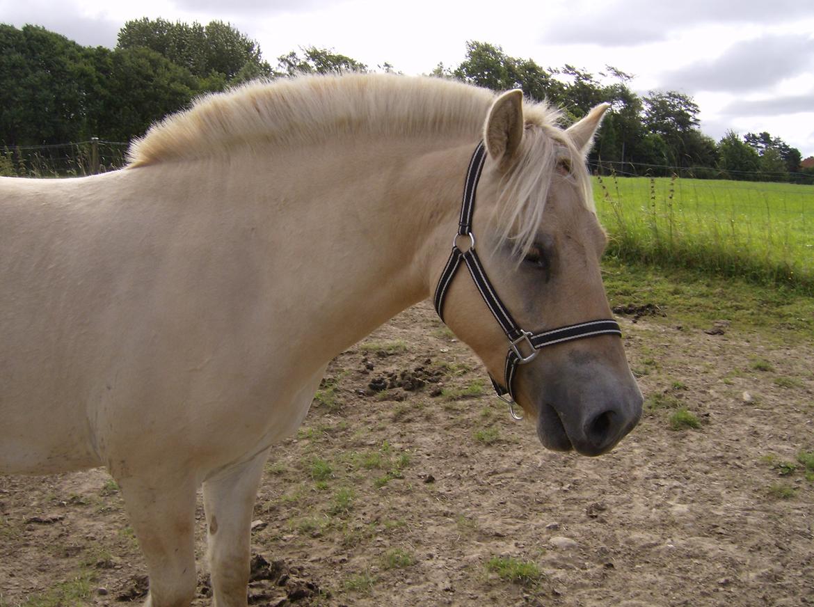 Fjordhest Milton (tidl. navn Claus) billede 1