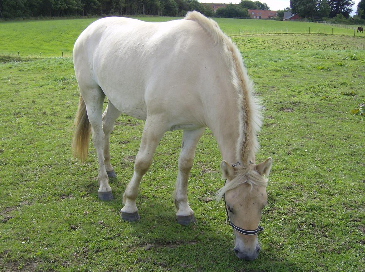 Fjordhest Milton (tidl. navn Claus) billede 2