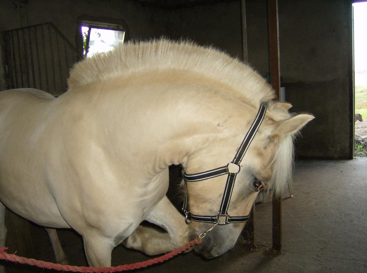 Fjordhest Milton (tidl. navn Claus) billede 3
