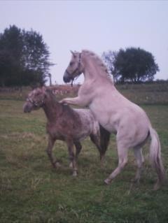 Fjordhest Milton (tidl. navn Claus) billede 5