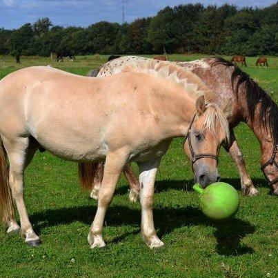 Fjordhest Milton (tidl. navn Claus) billede 6