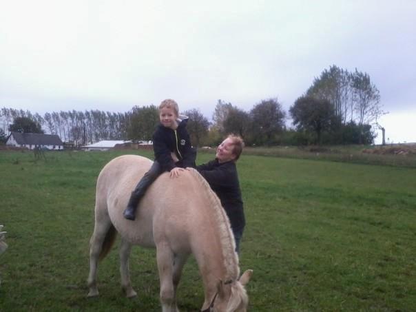 Fjordhest Milton (tidl. navn Claus) billede 7