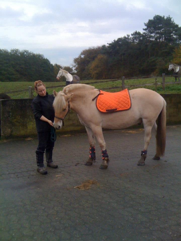 Fjordhest Milton (tidl. navn Claus) billede 8