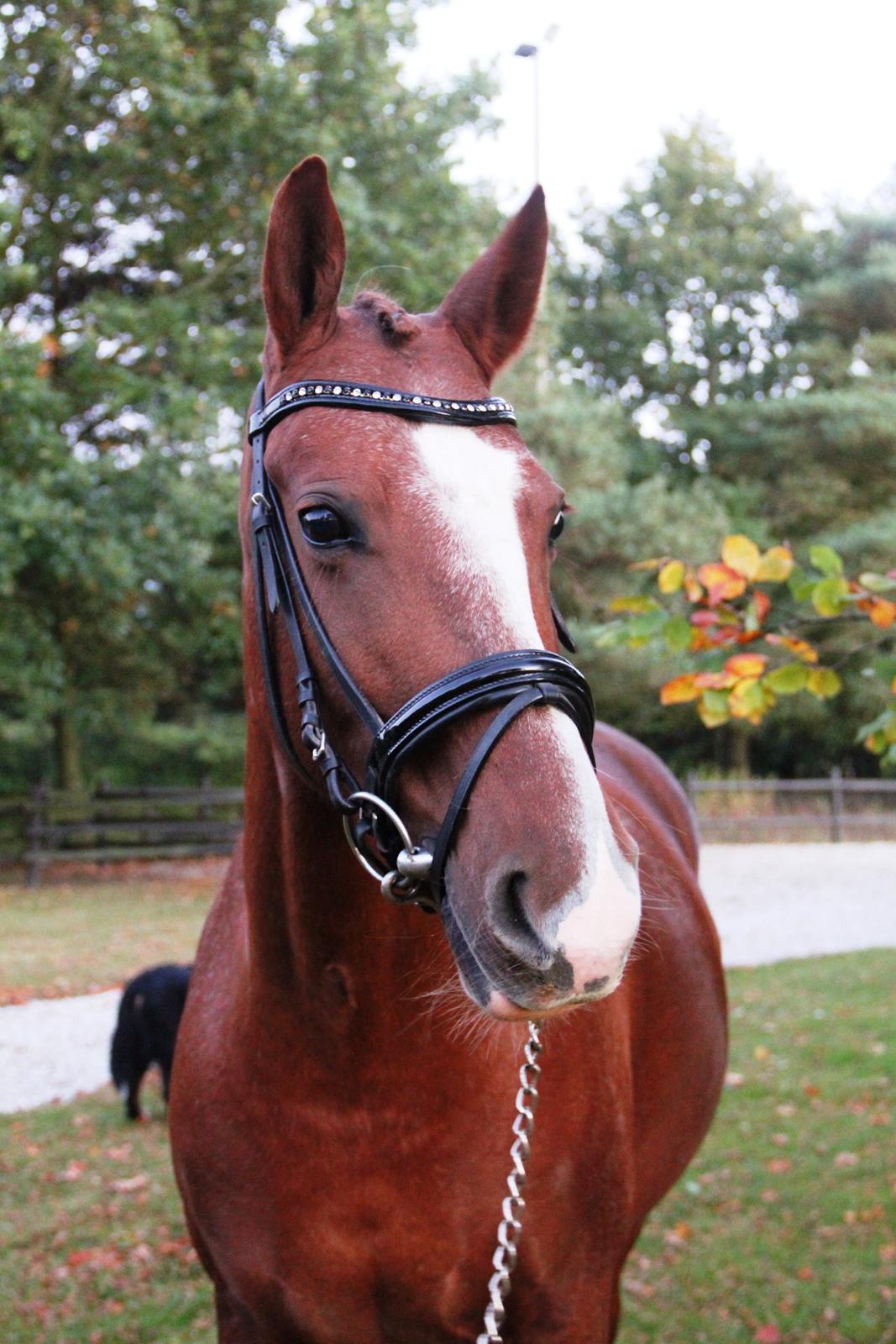 Frederiksborg Østervangs Fleur De Lis billede 1