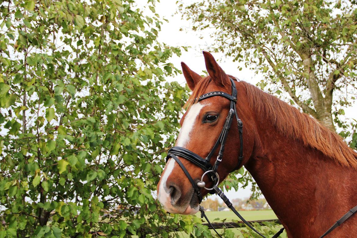 Frederiksborg Østervangs Fleur De Lis billede 11