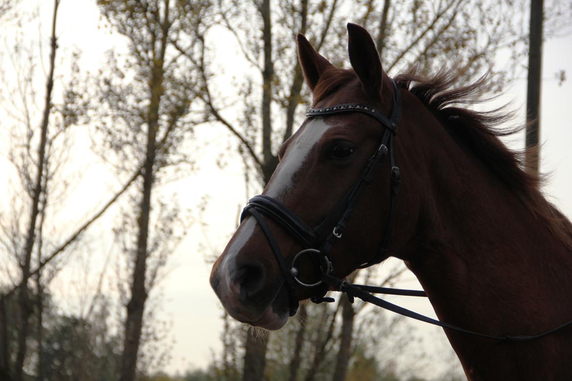 Frederiksborg Østervangs Fleur De Lis billede 13