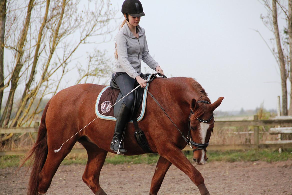 Frederiksborg Østervangs Fleur De Lis billede 5