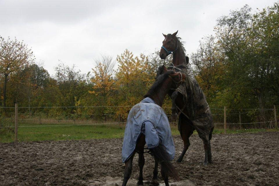 Trakehner  Klosterhedens why not (Notti) <3 - Velkommen til skønne Notti's profil  billede 2