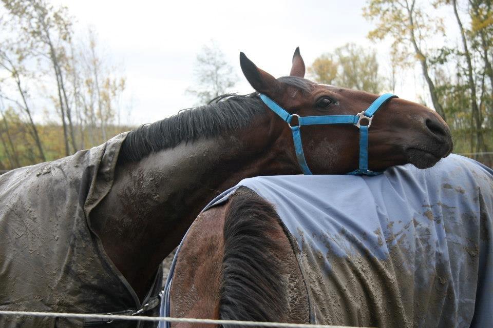 Trakehner  Klosterhedens why not (Notti) <3 - 
„Gå ikke foran mig måske vil jeg ikke følge dig. Gå ikke bagved mig måske vil jeg ikke føre an. Gå ved siden af mig og vær blot min ven.“ billede 6