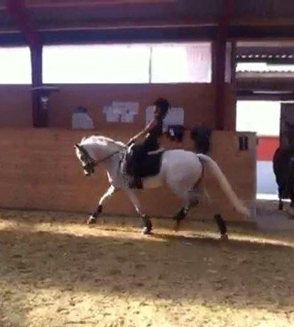 Hollandsk Sportspony Powergirl A-PONY billede 18