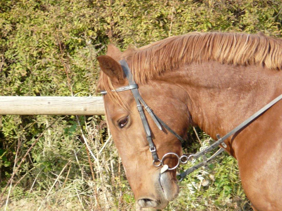 Frederiksborg Tjalfe billede 2