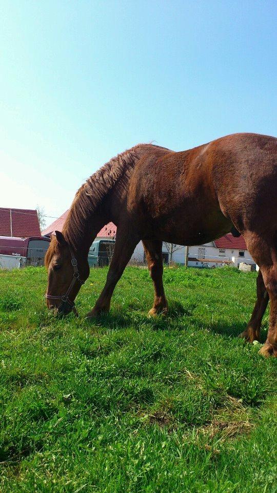 Frederiksborg Tjalfe billede 3