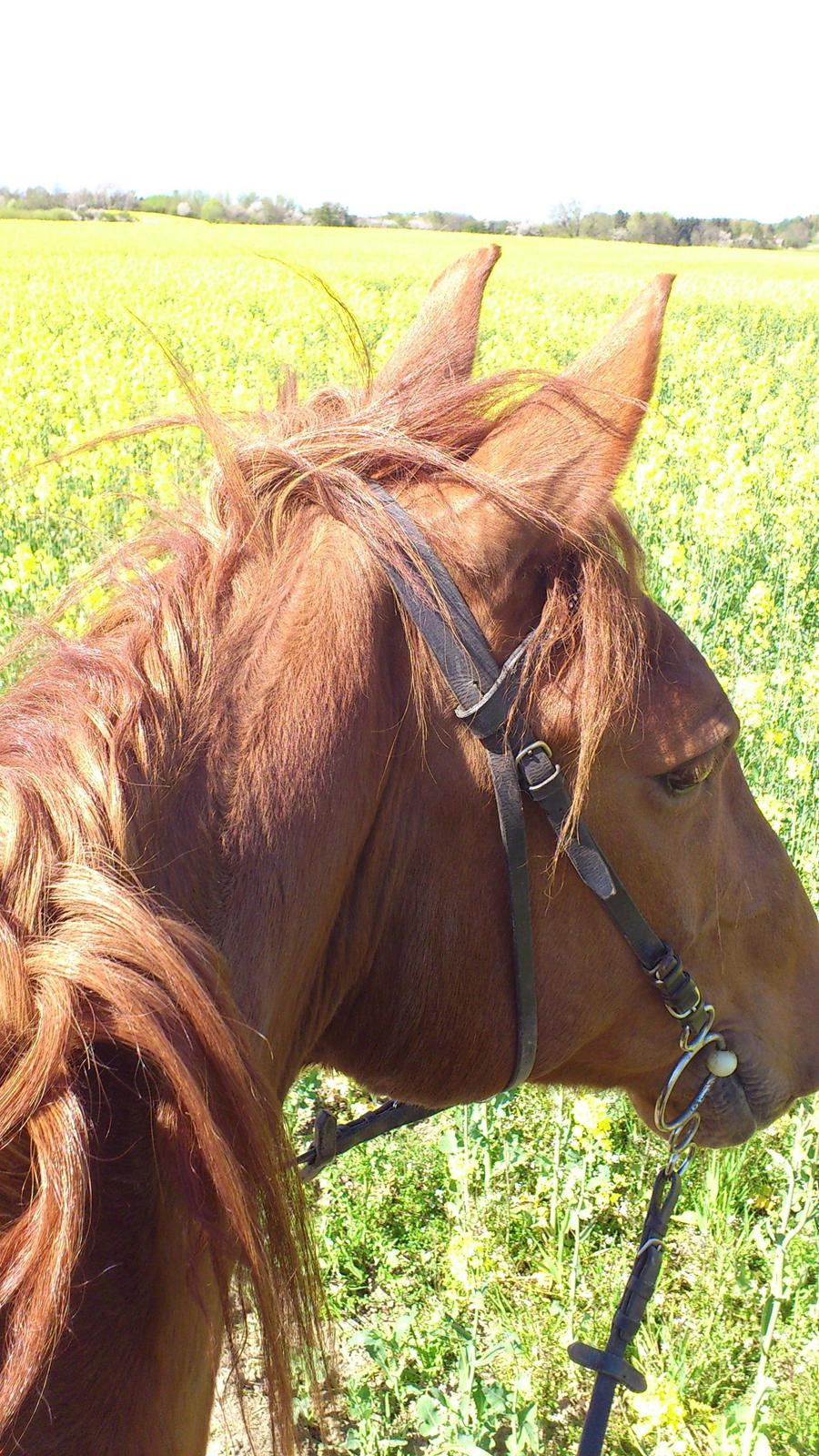 Frederiksborg Tjalfe billede 4