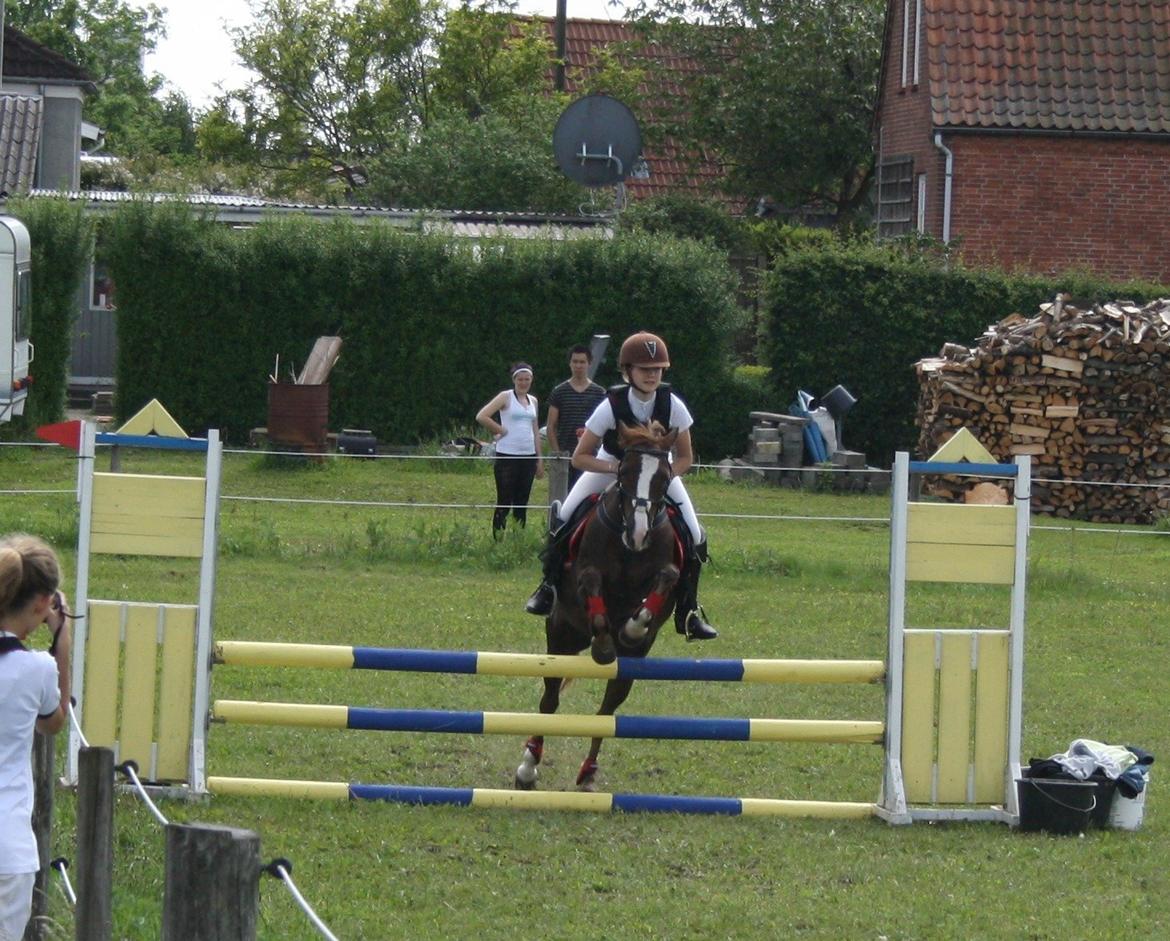 Welsh Pony (sec B) Mikkel billede 8