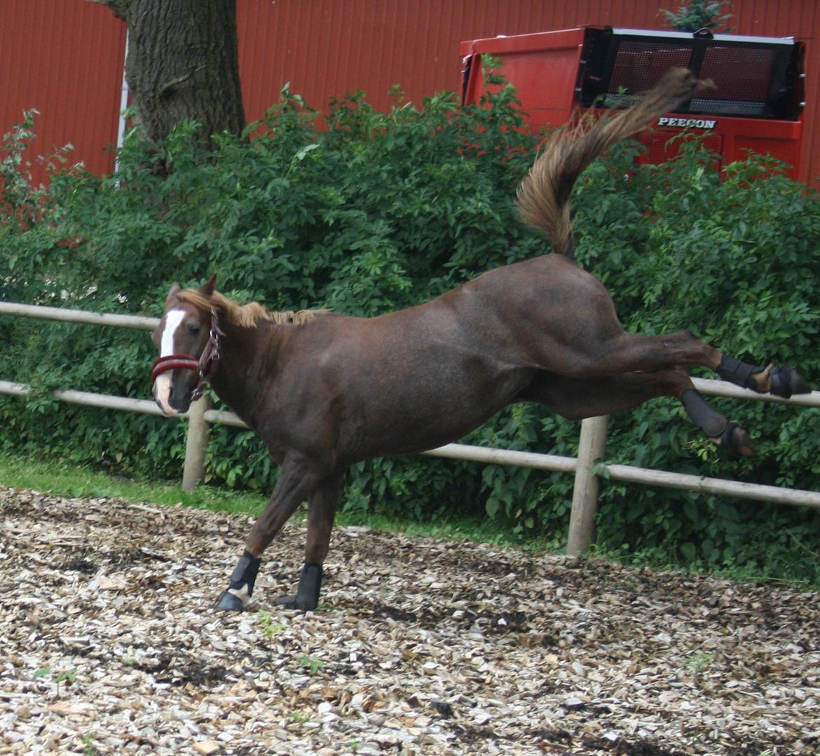 Welsh Pony (sec B) Mikkel billede 10