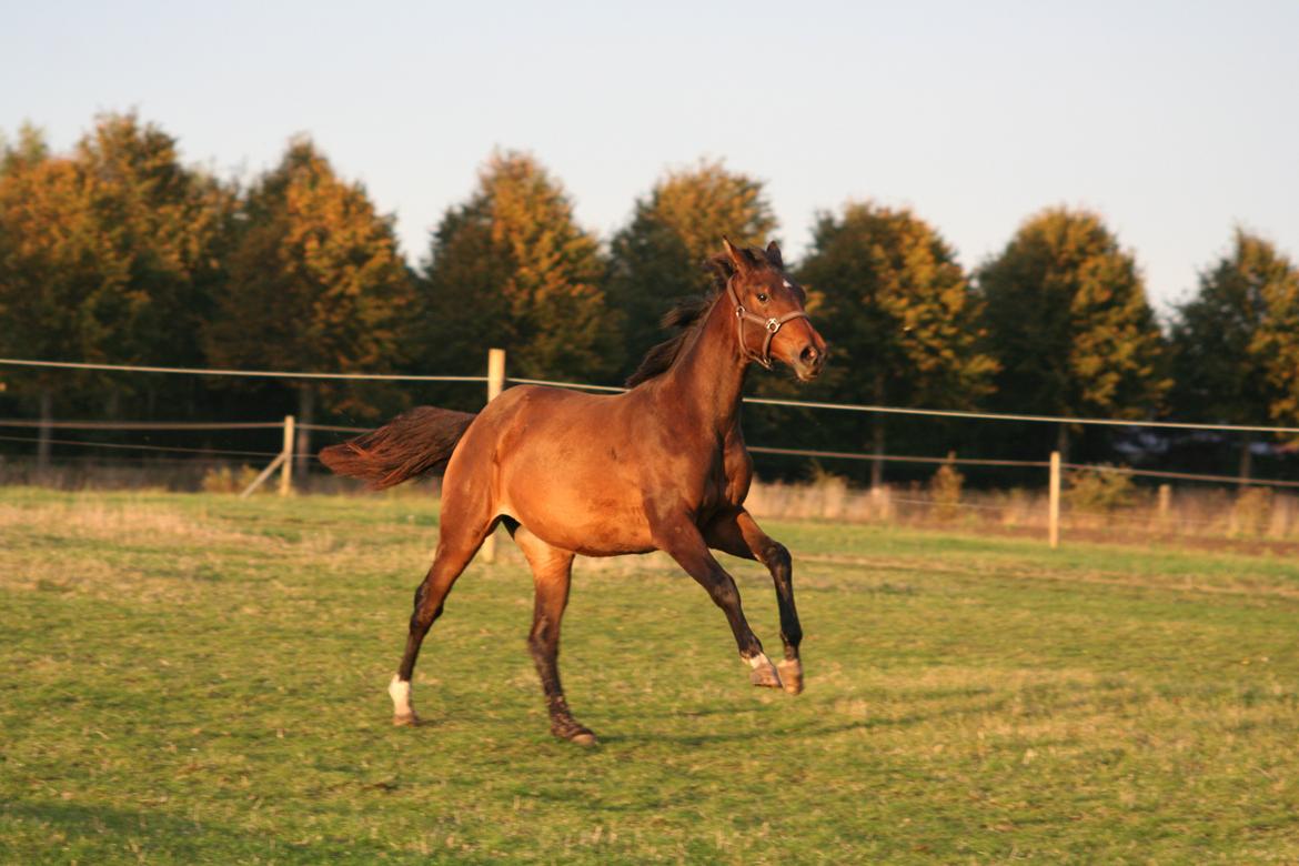 Dansk Varmblod Que Kimer billede 4