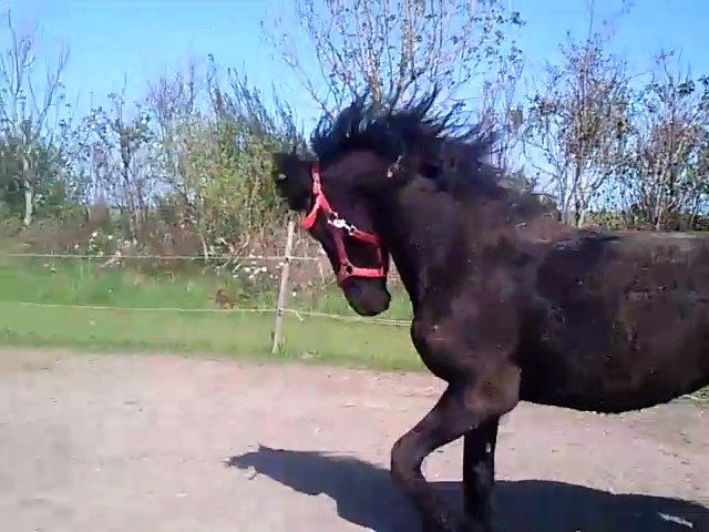 Frieser Hmsogwestern's Antonio billede 14