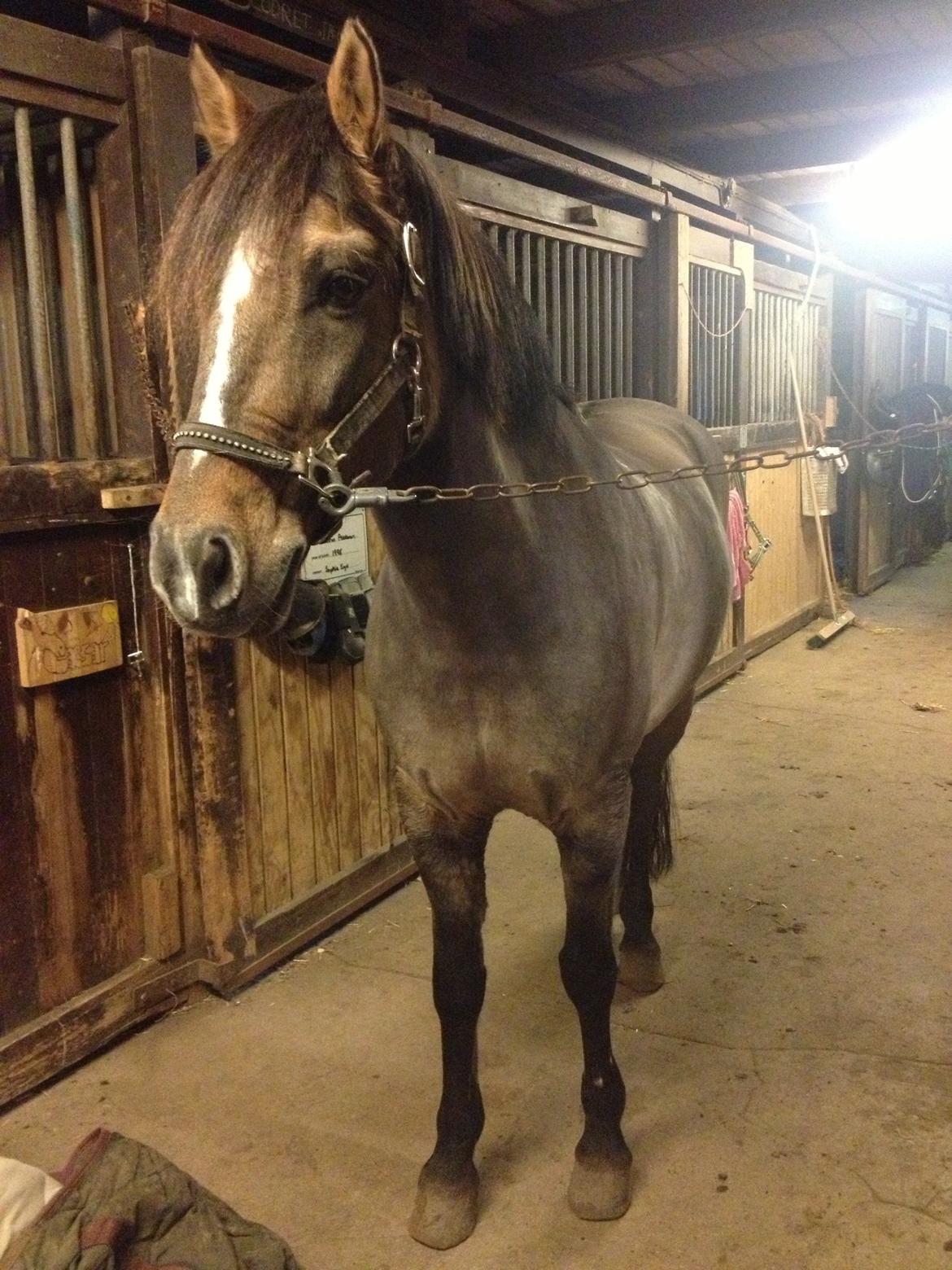 Anden særlig race Blixem - Blixem på staldgangen billede 10