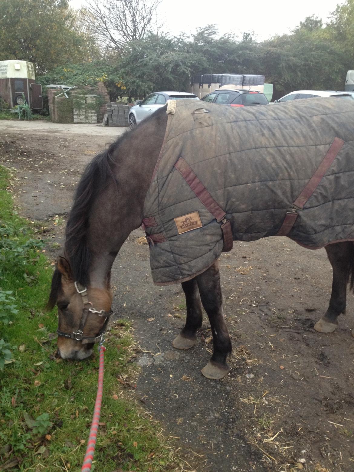 Anden særlig race Blixem - :D billede 15