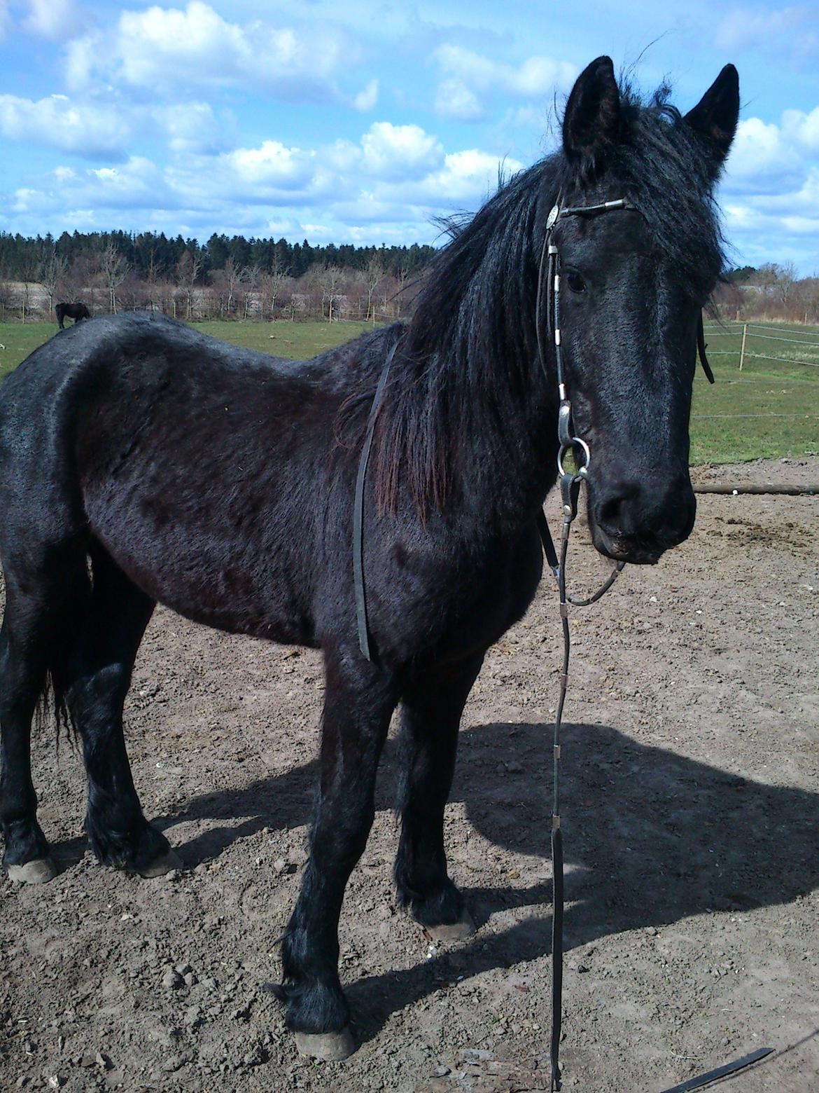 Frieser Hmsogwestern's Antonio billede 15