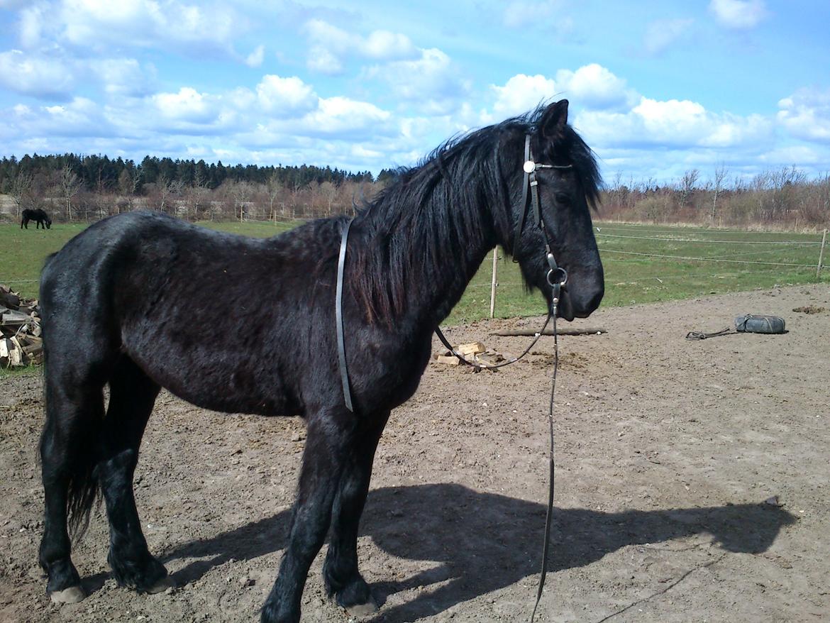 Frieser Hmsogwestern's Antonio billede 16