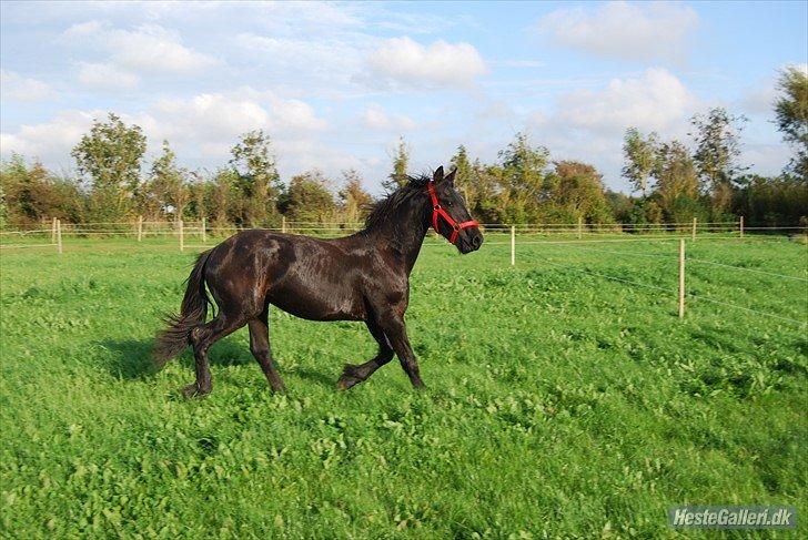 Frieser Hmsogwestern's Antonio billede 17