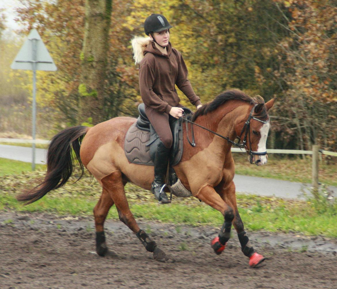Anden særlig race Lady - <3 billede 15