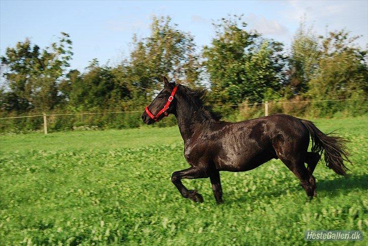 Frieser Hmsogwestern's Antonio billede 18