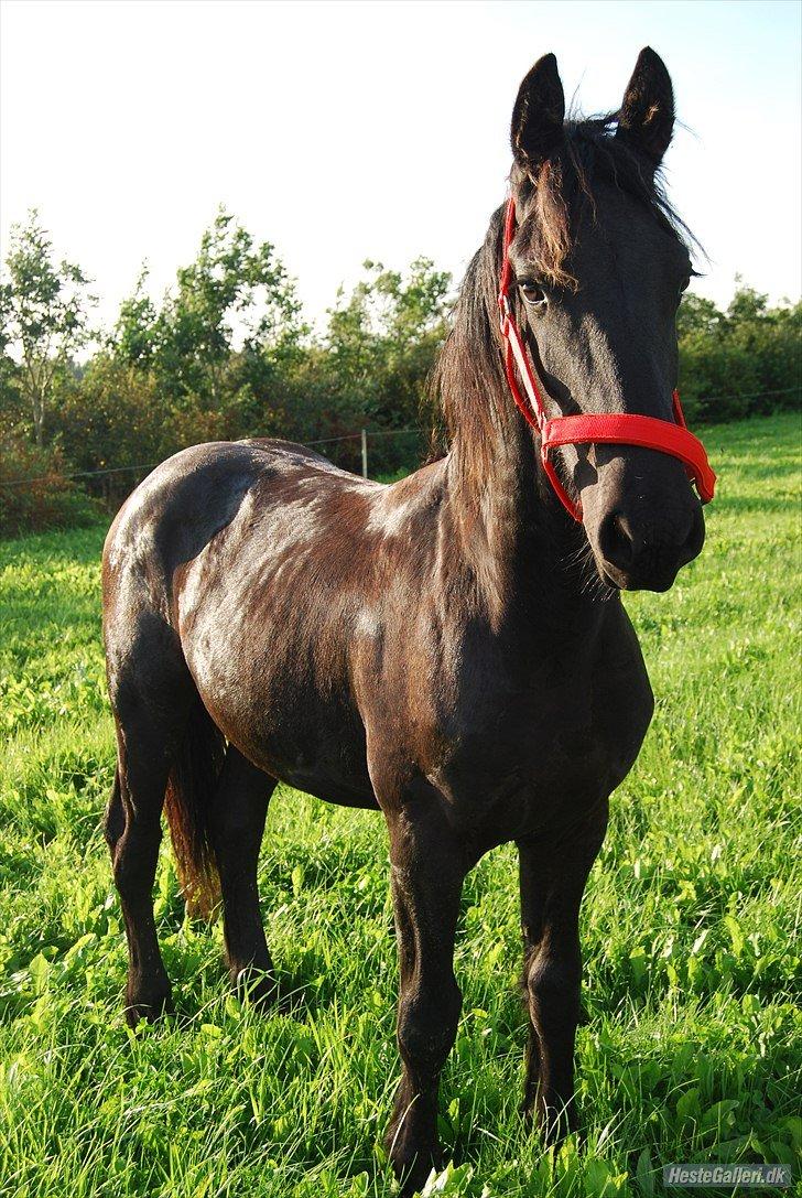 Frieser Hmsogwestern's Antonio billede 3