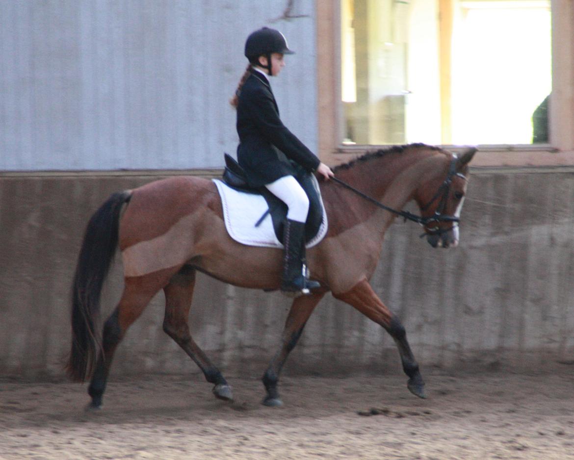 Anden særlig race Lady - Dressur stævne med lillesøster LB1 billede 9