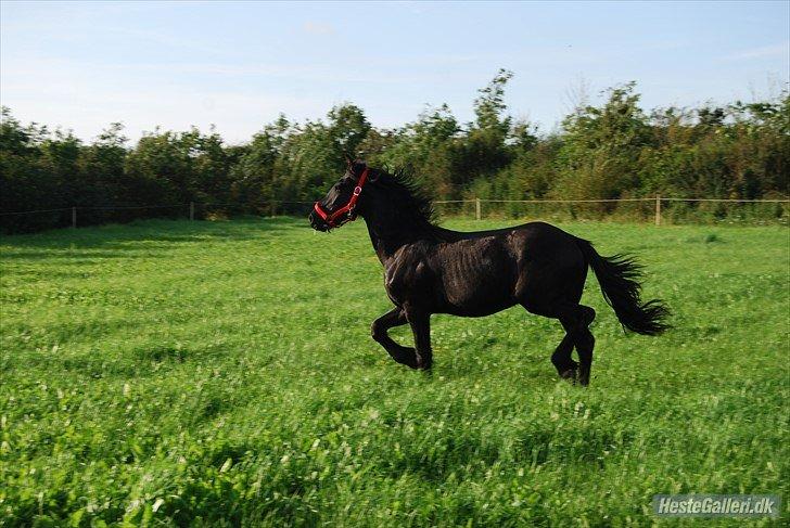 Frieser Hmsogwestern's Antonio billede 19