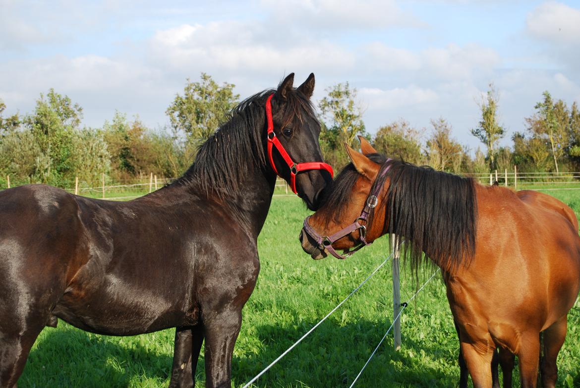 Frieser Hmsogwestern's Antonio billede 20