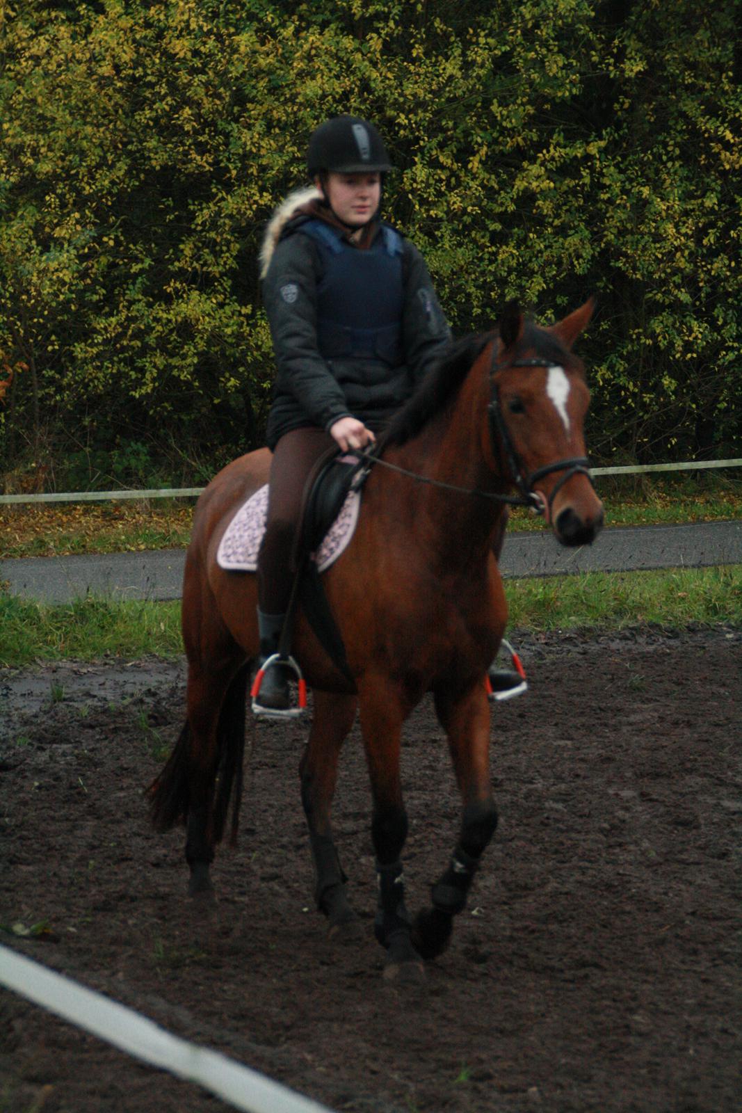 Anden særlig race Golden Star billede 24