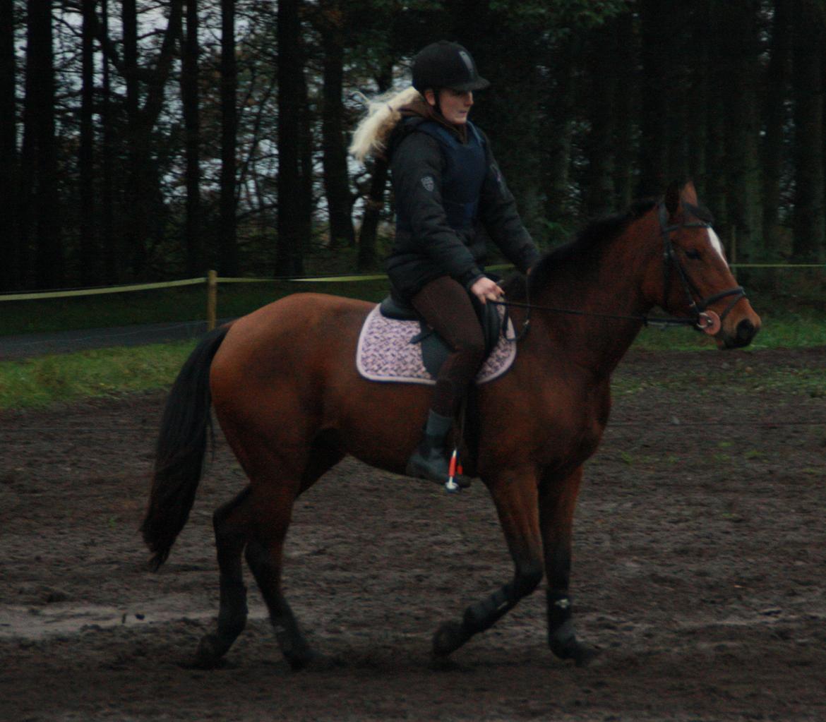 Anden særlig race Golden Star billede 17