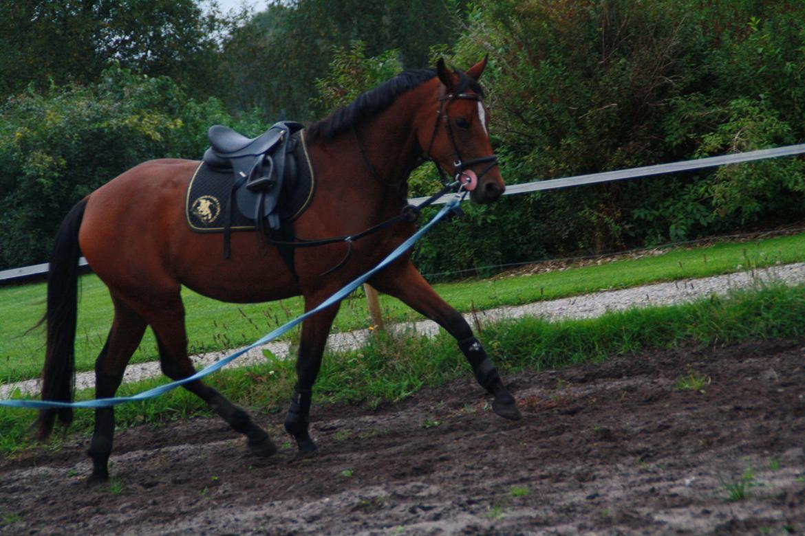 Anden særlig race Golden Star billede 6